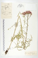 藏品(鳳毛菊)的圖片