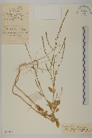 藏品(長葉綠珠藜)的圖片