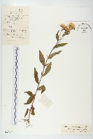 藏品(毛旋覆花)的圖片