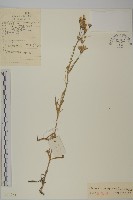 藏品(桃色女婁菜)的圖片