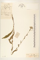 藏品(興安毛蓮菜)的圖片