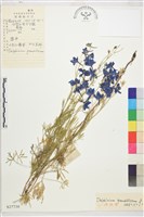 藏品(大花飛燕草)的圖片