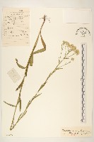 藏品(女菀)的圖片