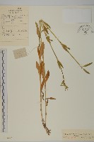 藏品(堅硬女婁菜)的圖片