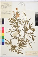 藏品(棉團鐵線蓮)的圖片