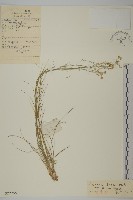 藏品(無毛老牛筋)的圖片