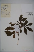 藏品(金花忍冬)的圖片