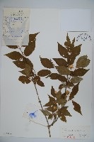 藏品(金花忍冬)的圖片