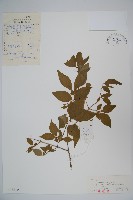 藏品(毛脈黑忍冬)的圖片