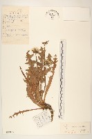 藏品(白膜蒲公英)的圖片