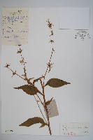 藏品(牧根草)的圖片