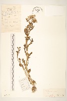 藏品(歐洲黃菀)的圖片
