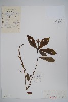 藏品(山茄子)的圖片