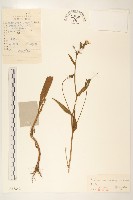 藏品(興安毛蓮菜)的圖片