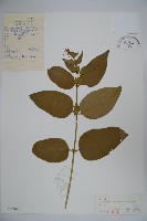 藏品(蔥皮忍冬)的圖片