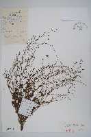 藏品(附地菜)的圖片