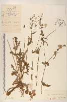 藏品(抱莖苦菜)的圖片