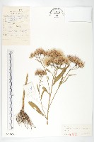 藏品(球花鳳毛菊)的圖片