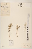 藏品(火絨草)的圖片