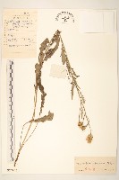 藏品(波菜帘子)的圖片