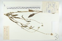 藏品(華北藍盆花)的圖片