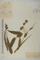 藏品(貓兒菊)的圖片