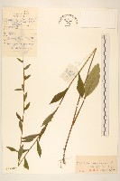 藏品(興安一枝黃花)的圖片