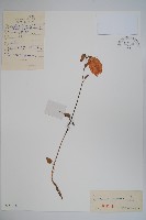 藏品(紫斑風鈴草)的圖片