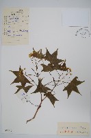 藏品(元寶槭)的圖片