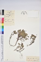 藏品(松毛翠)的圖片