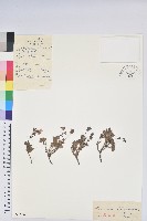 藏品(葉狀苞杜鵑)的圖片