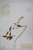 藏品(牧根草)的圖片