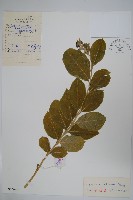藏品(牛皮消、白薇)的圖片