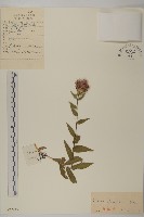 藏品(絨背薊)的圖片