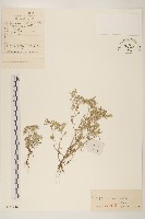 藏品(東北鼠麴草)的圖片