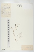 藏品(細葉石芥花)的圖片