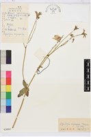 藏品(尖萼耬斗菜)的圖片