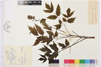 藏品(類葉升麻)的圖片