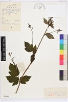 藏品(興安升麻)的圖片