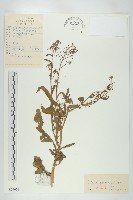 藏品(風花菜、球果山芥菜)的圖片