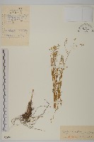 藏品(擬漆姑)的圖片