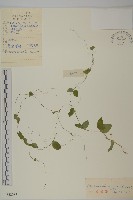 藏品(蔓假繁縷)的圖片