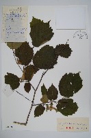 藏品(毛榛)的圖片