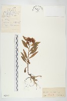 藏品(費菜)的圖片