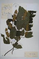 藏品(千金榆)的圖片