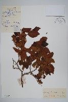 藏品(虎榛子)的圖片