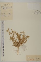 藏品(沙蓬)的圖片