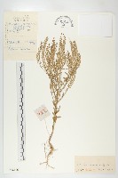 藏品(腺獨行菜)的圖片