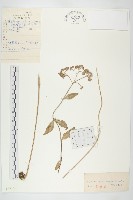 藏品(珠芽景天)的圖片