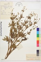 藏品(茴茴蒜)的圖片